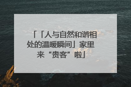 「人与自然和谐相处的温暖瞬间」家里来“贵客”啦
