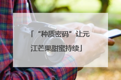 “种质密码”让元江芒果甜蜜持续