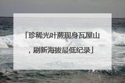 珍稀光叶蕨现身瓦屋山，刷新海拔最低纪录
