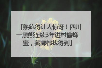 熟练得让人惊讶！四川一黑熊连续3年进村偷蜂蜜，藏哪都找得到