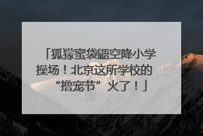 狐獴蜜袋鼯空降小学操场！北京这所学校的“撸宠节”火了！