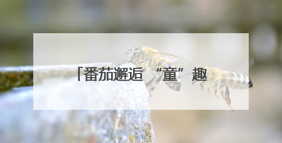 番茄邂逅 “童”趣采摘 河北唐县第二幼儿园研学采摘活动