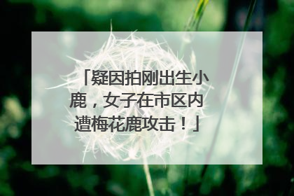 疑因拍刚出生小鹿，女子在市区内遭梅花鹿攻击！