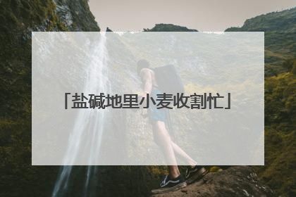盐碱地里小麦收割忙