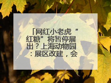 网红小老虎“红糖”将暂停展出？上海动物园：展区改建，会安排展出计划