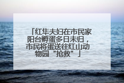 红隼夫妇在市民家阳台孵蛋多日未归，市民将蛋送往红山动物园“抢救”