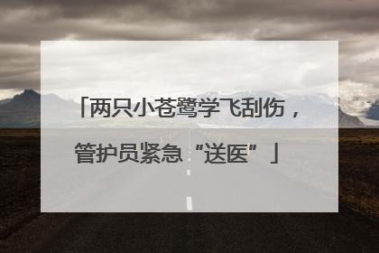 两只小苍鹭学飞刮伤，管护员紧急“送医”