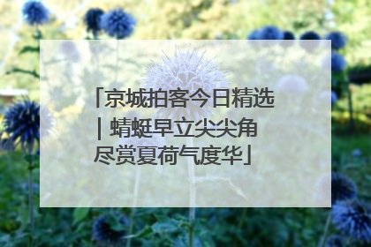 京城拍客今日精选｜蜻蜓早立尖尖角 尽赏夏荷气度华