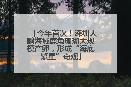 今年首次！深圳大鹏海域鹿角珊瑚大规模产卵，形成“海底繁星”奇观