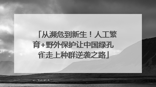 从濒危到新生！人工繁育+野外保护让中国绿孔雀走上种群逆袭之路