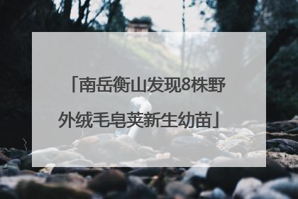 南岳衡山发现8株野外绒毛皂荚新生幼苗