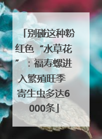 别碰这种粉红色“水草花”：福寿螺进入繁殖旺季 寄生虫多达6000条