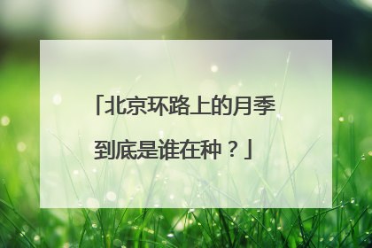 北京环路上的月季到底是谁在种？