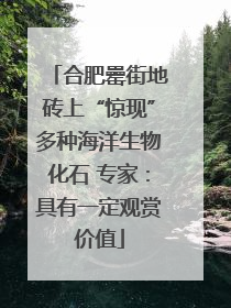 合肥罍街地砖上“惊现”多种海洋生物化石 专家：具有一定观赏价值