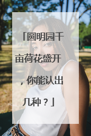 圆明园千亩荷花盛开，你能认出几种？
