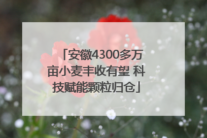 安徽4300多万亩小麦丰收有望 科技赋能颗粒归仓