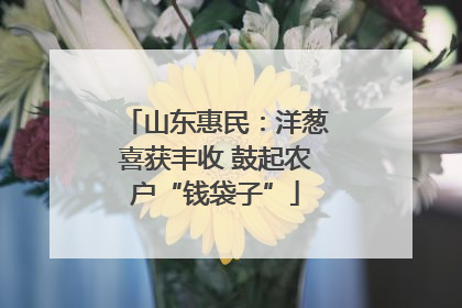 山东惠民：洋葱喜获丰收 鼓起农户“钱袋子”