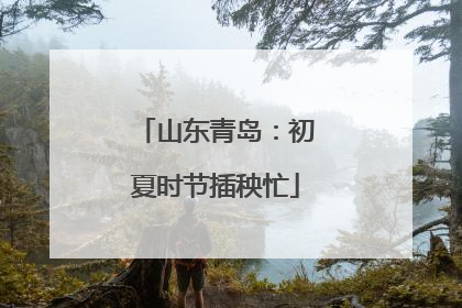 山东青岛：初夏时节插秧忙