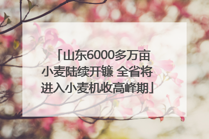 山东6000多万亩小麦陆续开镰 全省将进入小麦机收高峰期