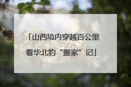 山西境内穿越百公里 看华北豹“搬家”记