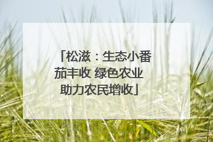 松滋：生态小番茄丰收 绿色农业助力农民增收
