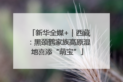 新华全媒+｜西藏：黑颈鹤家族高原湿地喜添“萌宝”