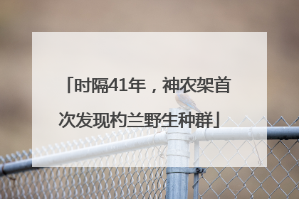 时隔41年，神农架首次发现杓兰野生种群