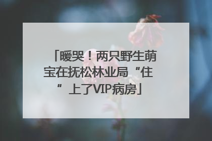 暖哭！两只野生萌宝在抚松林业局“住”上了VIP病房