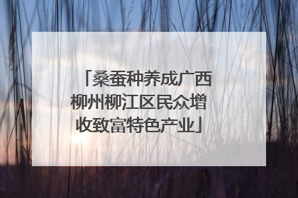桑蚕种养成广西柳州柳江区民众增收致富特色产业