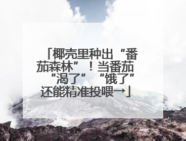 椰壳里种出“番茄森林”！当番茄“渴了”“饿了”还能精准投喂→