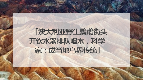 澳大利亚野生鹦鹉街头开饮水器排队喝水，科学家：成当地鸟界传统