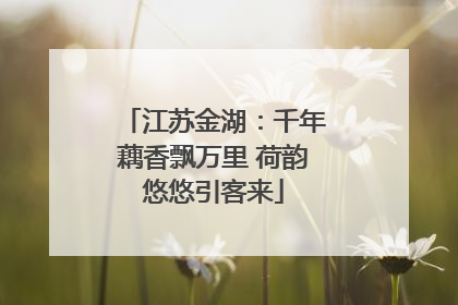 江苏金湖：千年藕香飘万里 荷韵悠悠引客来