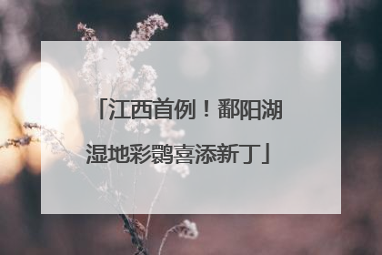 江西首例！鄱阳湖湿地彩鹮喜添新丁