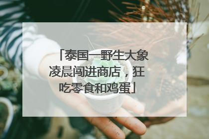 泰国一野生大象凌晨闯进商店，狂吃零食和鸡蛋