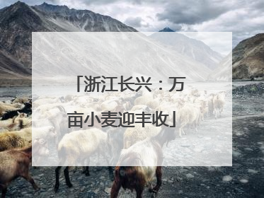 浙江长兴：万亩小麦迎丰收