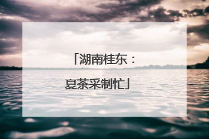 湖南桂东：夏茶采制忙