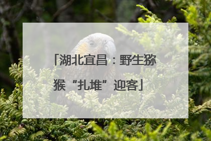 湖北宜昌：野生猕猴“扎堆”迎客