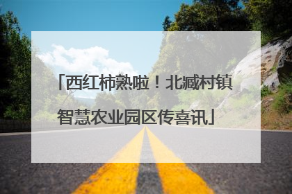 西红柿熟啦！北臧村镇智慧农业园区传喜讯