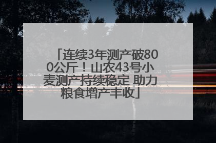 连续3年测产破800公斤！山农43号小麦测产持续稳定 助力粮食增产丰收