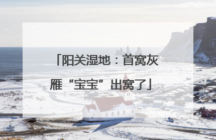 阳关湿地：首窝灰雁“宝宝”出窝了