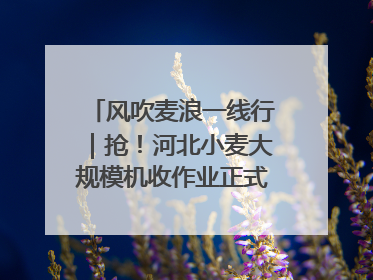 风吹麦浪一线行｜抢！河北小麦大规模机收作业正式拉开帷幕