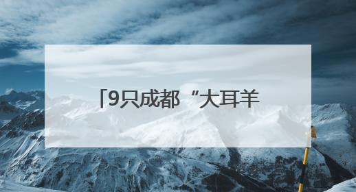 9只成都“大耳羊”出口乌干达，助力非洲养殖业发展